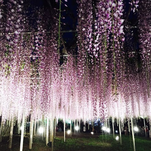 あしかがフラワーパーク