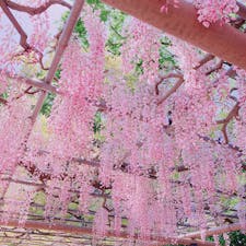 曼陀羅寺 藤まつり