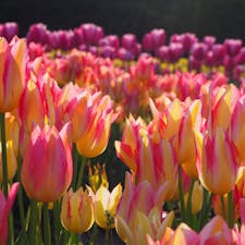 世羅高原農場のチューリップ。満開をちょっとすぎた品種もあったものの、まだまだきれいでした！