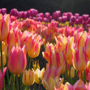 世羅高原農場のチューリップ。満開をちょっとすぎた品種もあったものの、まだまだきれいでした！