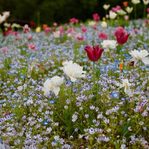 まんのう公園春爛漫
