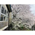 南小樽駅の満開の桜