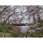 高遠城址公園🌸