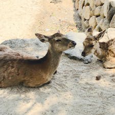 #宮島#鹿
2019/05/05