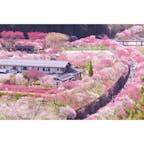 月川温泉 花桃の里