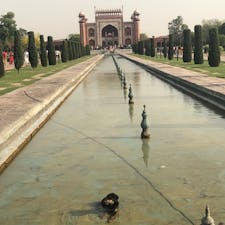 暑いからか、タージマハルで水に浸かってるワンちゃん