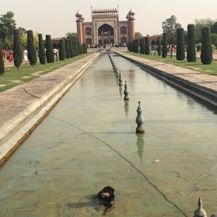 暑いからか、タージマハルで水に浸かってるワンちゃん