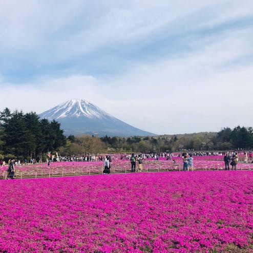 富士芝桜まつり
