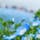 ▶︎茨城県*°国営ひたち海浜公園

毎年GW前後に開花するネモフィラ
今年は特に混雑していて、時間帯によっては渋滞が酷かったようです。
ネモフィラだけでなく他の花や砂丘エリア、遊園地系施設など、1日いてもしっかり楽しめると思います。

まだ行かれていない方は、是非行ってみてください✨

素敵なお花畑等自然の中での撮影は、特に今後の景観・環境・品質維持にも関わってくるので、しっかりと立ち入り禁止区域及び足元に注意してみんなで楽しみましょう🦋