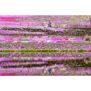 岐阜県。國田家の芝桜