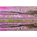 21年 國田家の芝桜 国田家の芝桜 はどんなところ 周辺のみどころ 人気スポットも紹介します