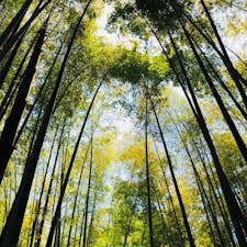 鎌倉駅5番バス乗り場🚌から 15分
メチャ混みバスに揺られて浄妙寺下車
癒し空間竹の庭に来てよかったー