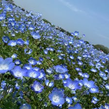 福岡県
【海の中道海浜公園 ネモフィラ】