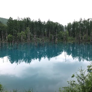 青い池@美瑛(北海道)