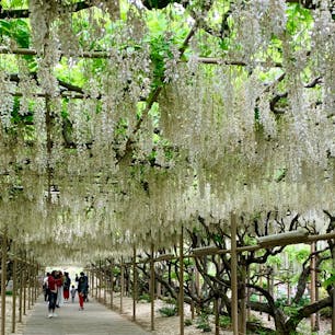 栃木県・あしかがフラワーパーク
大藤は見頃を過ぎていましたが白藤が綺麗でした。