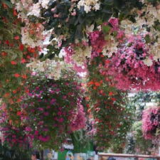 神戸どうぶつ王国🐣
お花もたくさんで綺麗です！