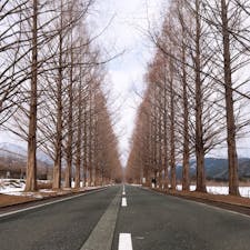 [滋賀県]
メタセコイヤ並木