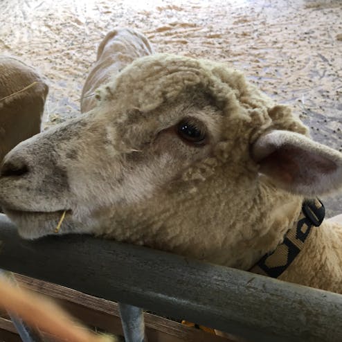 うだ・アニマルパーク