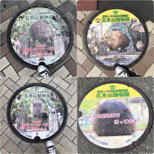 大阪 池田市マンホール
五月山動物園のウォンバット
のプリントマンホール。
8種類あるんだとか👀
池田栄町商店街 で発見。
