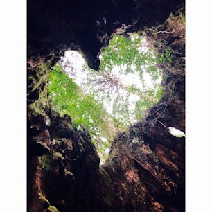 #屋久島 #ウィルソン株