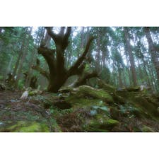 岐阜の21世紀の森公園。
株杉が見事