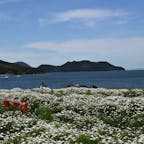 5月ごろのフラワーパーク浦島は
マーガレットが咲き乱れております🐽