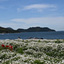 5月ごろのフラワーパーク浦島は
マーガレットが咲き乱れております🐽