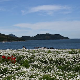 5月ごろのフラワーパーク浦島は
マーガレットが咲き乱れております🐽