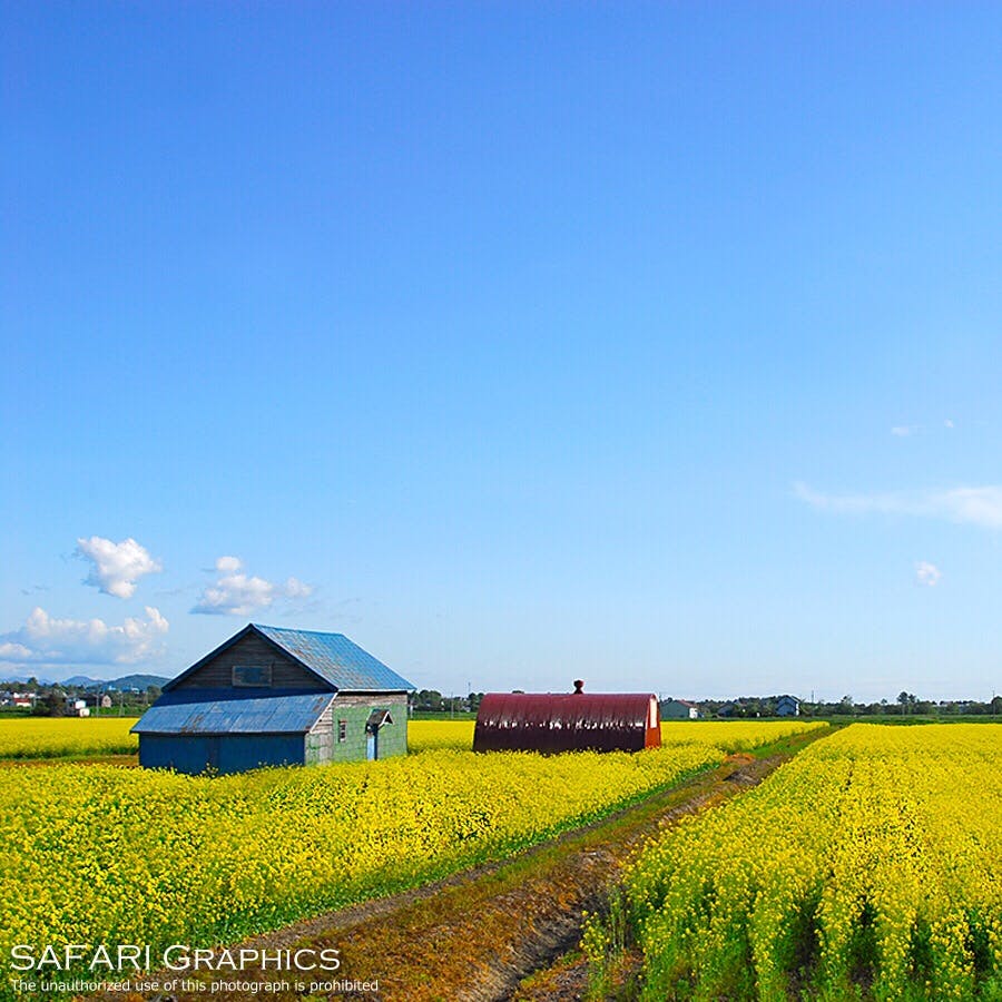 滝川市の菜の花畑 丸加高原伝習館 の投稿写真 感想 みどころ 北海道滝川市の菜の花畑は 作付面積日本一 毎年5月下旬から6 トリップノート