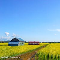 21年 滝川市の菜の花畑 丸加高原伝習館 はどんなところ 周辺のみどころ 人気スポットも紹介します