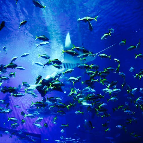 沖縄美ら海水族館