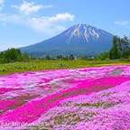 北海道倶知安町「三島さんの芝桜庭園」。名前からもわかるように、三島さんのご厚意で、ご自宅の芝桜を観光客向けに一般開放してくれているスポットです。今では倶知安町の花名所の1つとして、道民に親しまれています。5月下旬から6月上旬まで観賞できます🌸