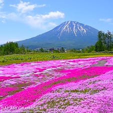 北海道倶知安町「三島さんの芝桜庭園」。名前からもわかるように、三島さんのご厚意で、ご自宅の芝桜を観光客向けに一般開放してくれているスポットです。今では倶知安町の花名所の1つとして、道民に親しまれています。5月下旬から6月上旬まで観賞できます🌸