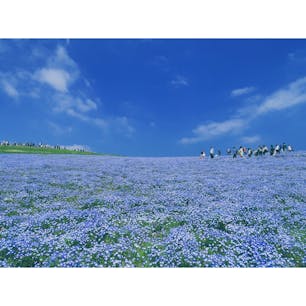 茨城:ひたち海浜公園
