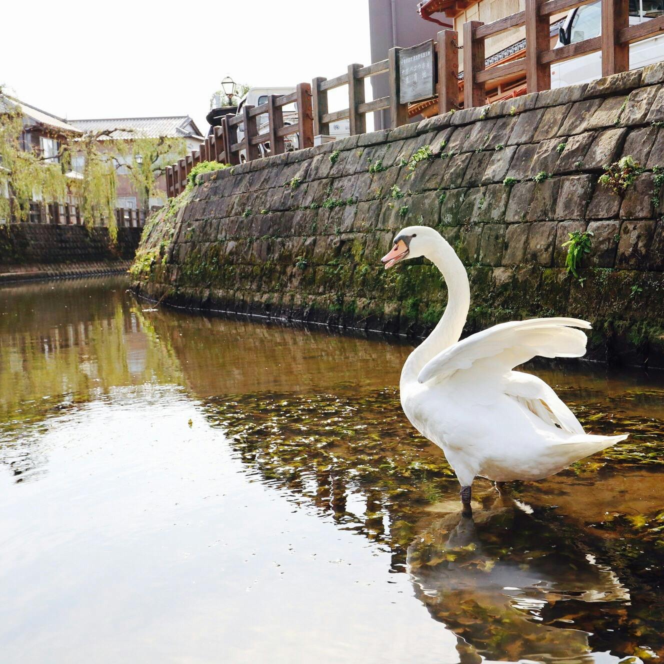 小江戸さわら舟めぐりの投稿写真 感想 みどころ 野生の白鳥がいてびっくり 一羽だけ どうしたんだろう 慣 トリップノート