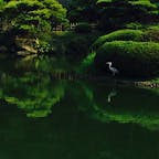 栗林公園です。 鷺がお休み中ー♬