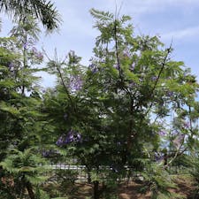 ジャカランダまつり2019