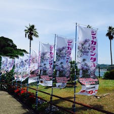 ジャカランダまつり2019