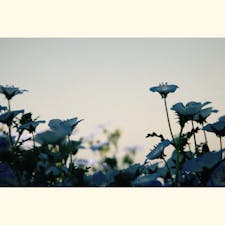 舞洲ネモフィラ祭り