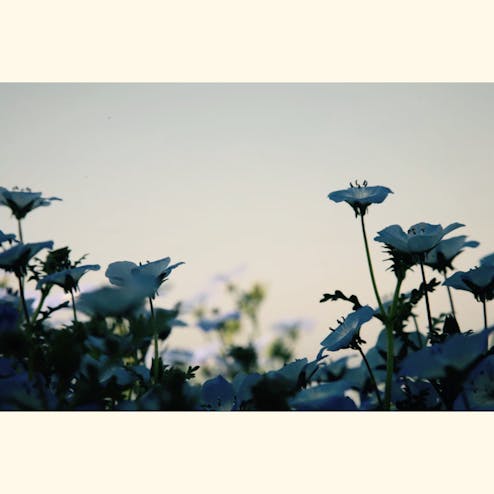 大阪まいしまシーサイドパーク ネモフィラ祭り