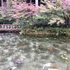根道神社 名もなき池 
通称 モネの池 です。