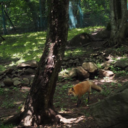 宮城蔵王キツネ村