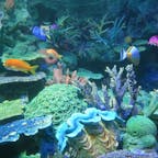 Sunshine Aquarium サンシャイン水族館 Ikebukuro 池袋 Tokyo 東京 Japan 日本
もうそこまで混んで無いので子連れベビーカーでも大丈夫！