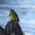 メルボルンのウォータープラントで会ったorange bellied parrotです。