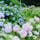 形原アジサイの里 1万株の紫陽花が見事！！