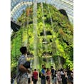 📍シンガポール

クラウドフォレストでパシャり📸🌳
#Singapore #シンガポール
#ガーデンバイザベイ #gardensbythebay