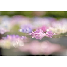 大阪 久安寺の紫陽花