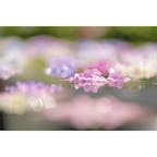 大阪 久安寺の紫陽花
