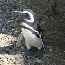 Joetsu Aquarium Umigatari 上越市立水族博物館うみがたりJoetsu city 上越市 Niigata pref 新潟県
砂利道をペタペタ歩くペンギン、プールもあるけれど岩場もあるユニークなペンギン飼育コーナー