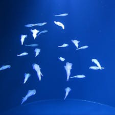 Joetsu Aquarium Umigatari 上越市立水族博物館うみがたりJoetsu city 上越市 Niigata pref 新潟県
イカが幻想的に泳いでいるものの、新潟県佐渡沖はイカの名産地なので、美味しそうにも見えてしまう